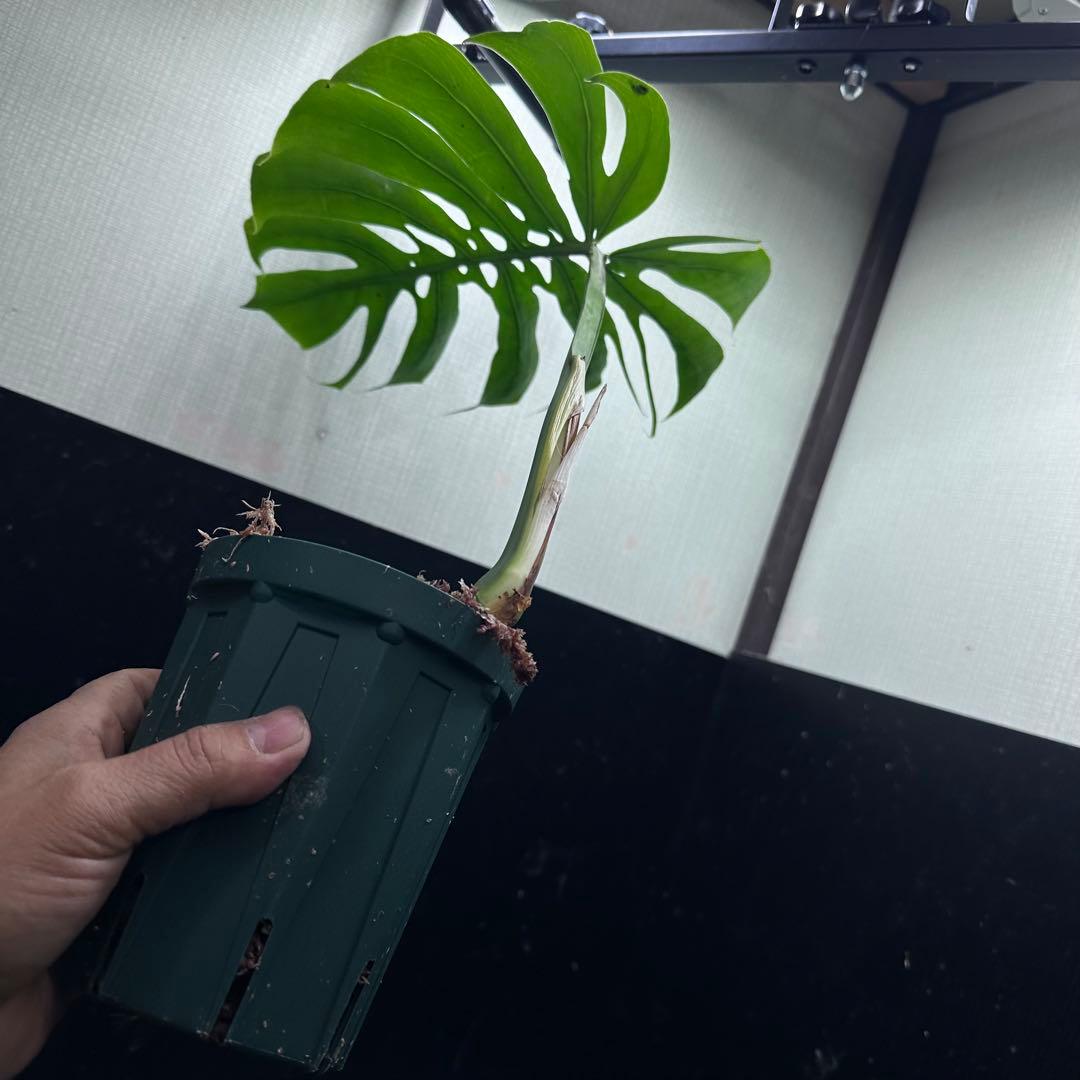 k*j様 モンステラデリシオーサマクロコズム超希少系統鉢植え47㎝