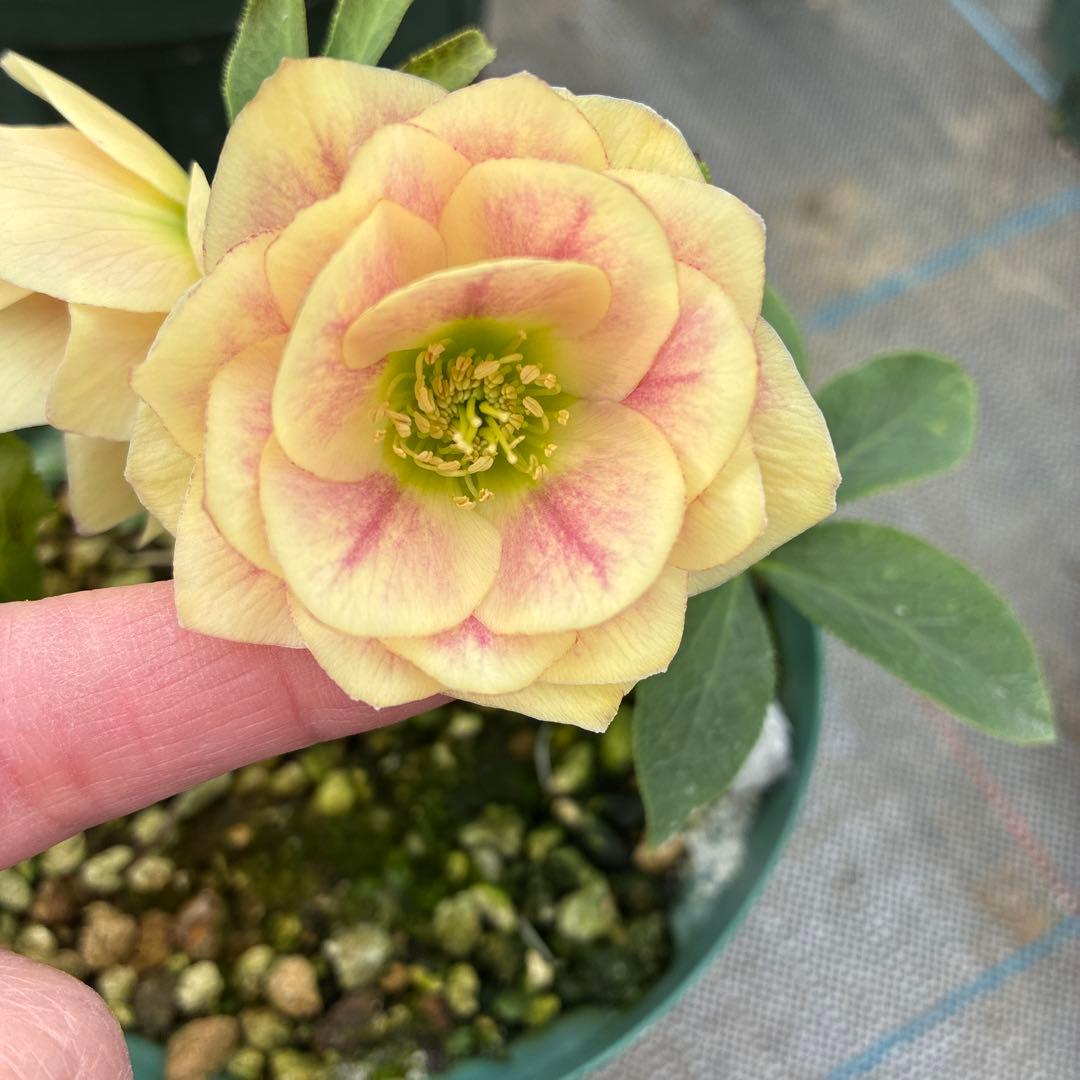 専用⭐︎　クリスマスローズ　難あり　イエローグラデーション　５寸