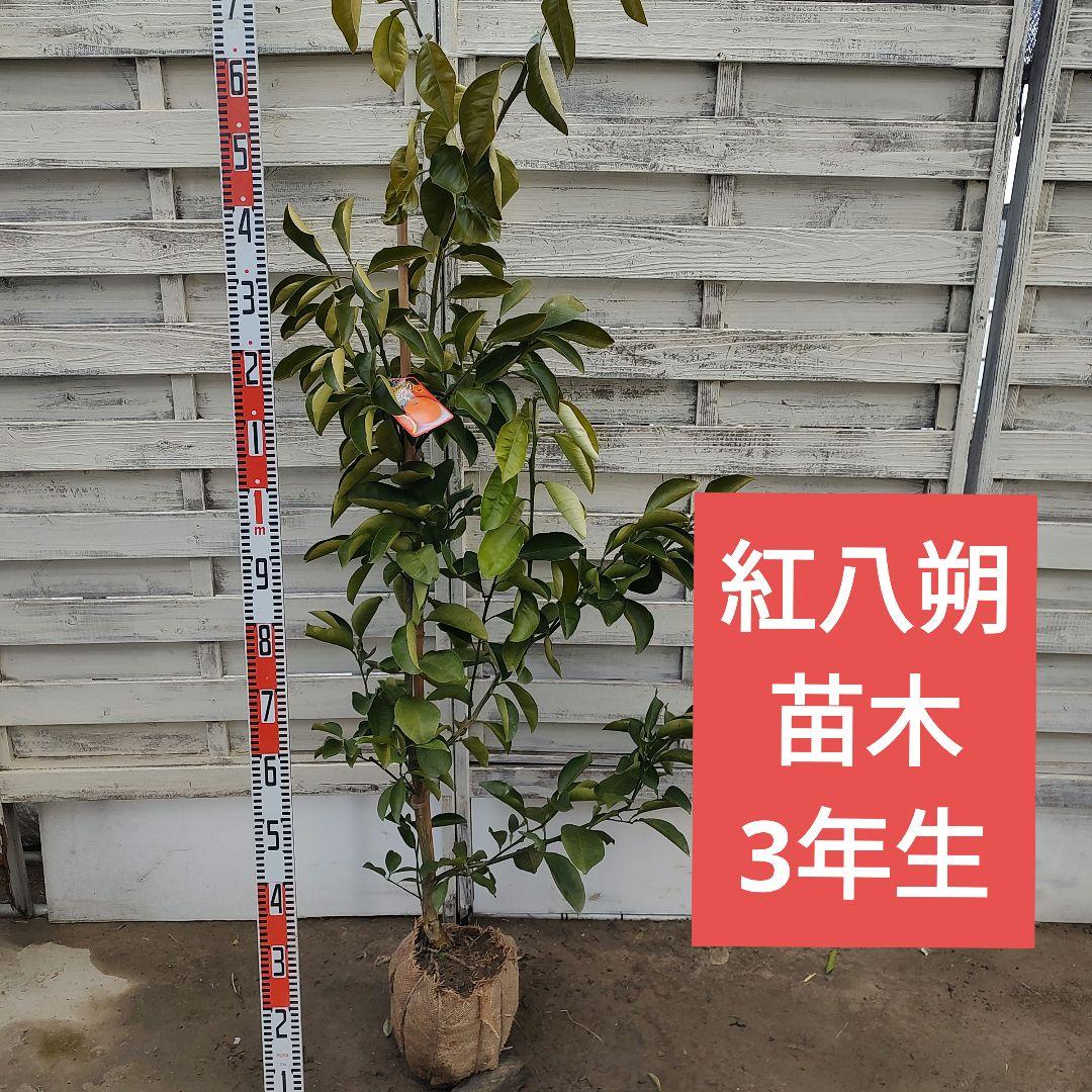 紅八朔 3年生 苗木