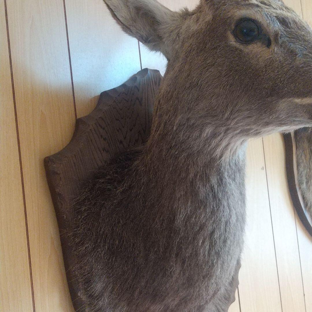 ニホンジカの剥製 壁掛け