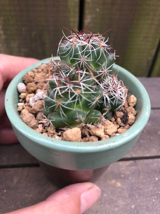 サボテン メラレウカ♪抜き苗