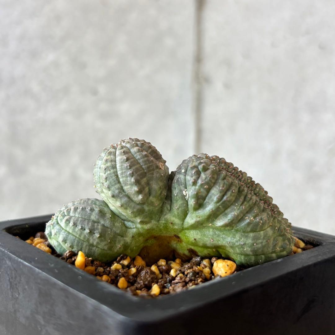 オベサ 綴化 せっか 石化 モンスト