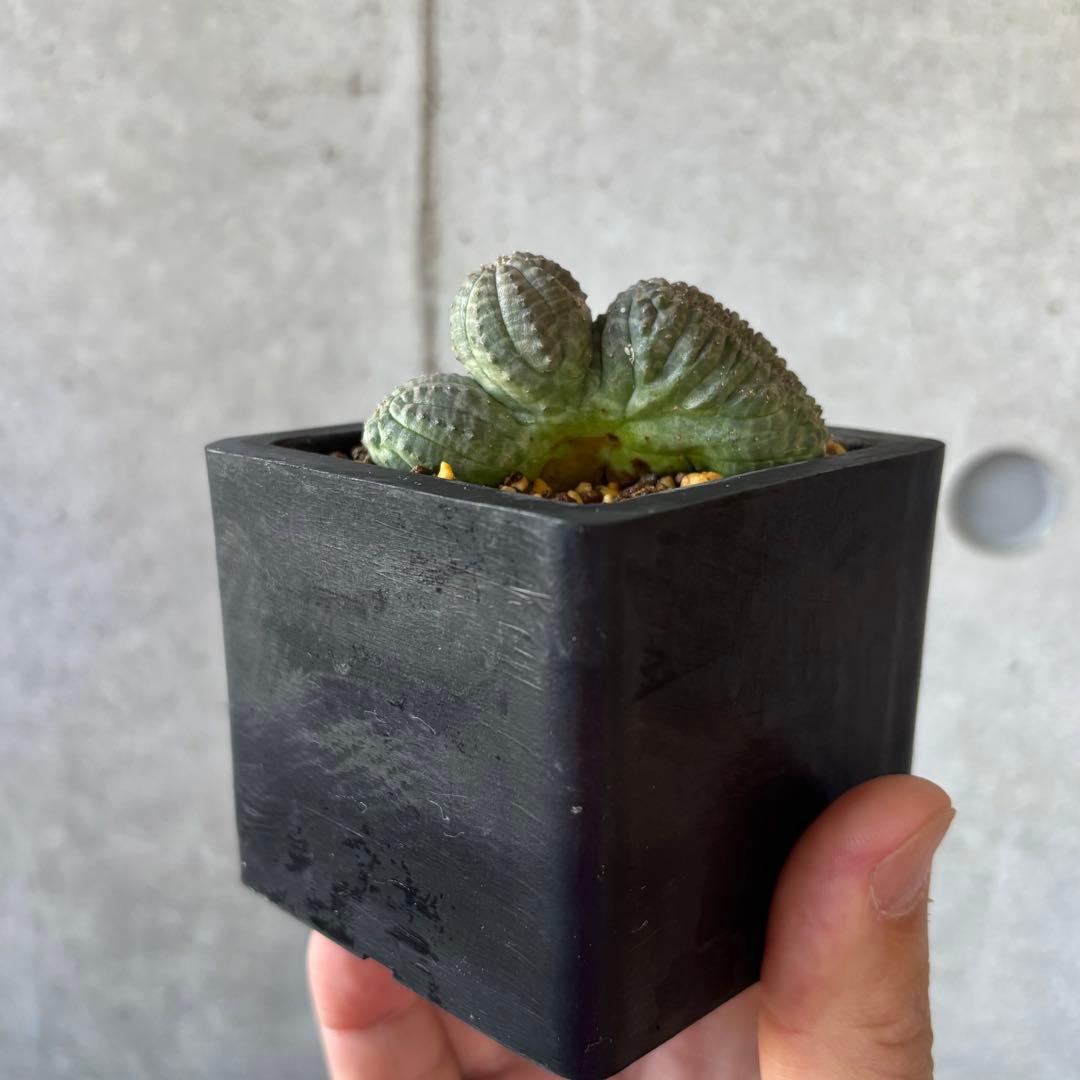 オベサ 綴化 せっか 石化 モンスト