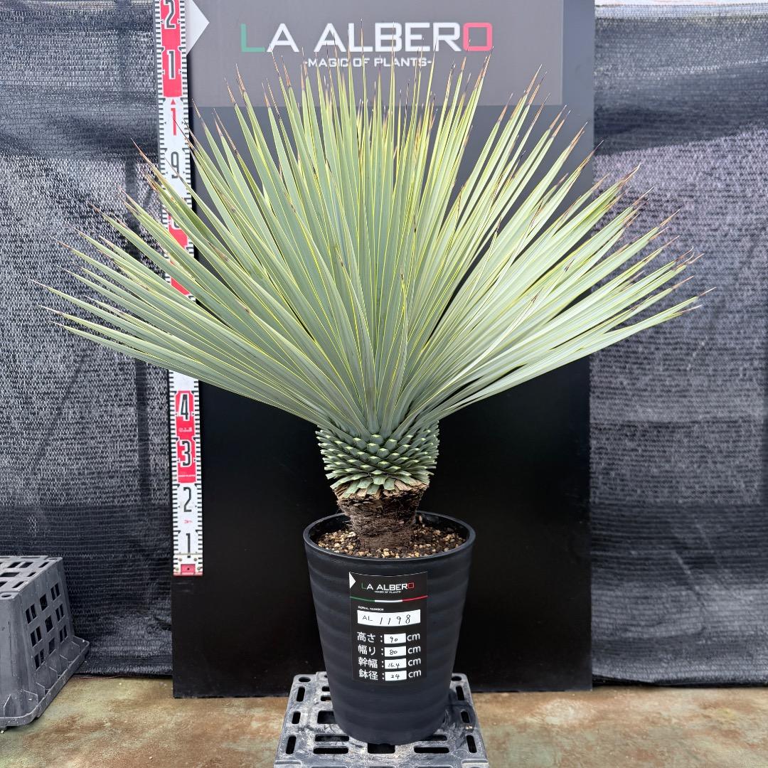 【AL1198】ユッカ　ロストラータ