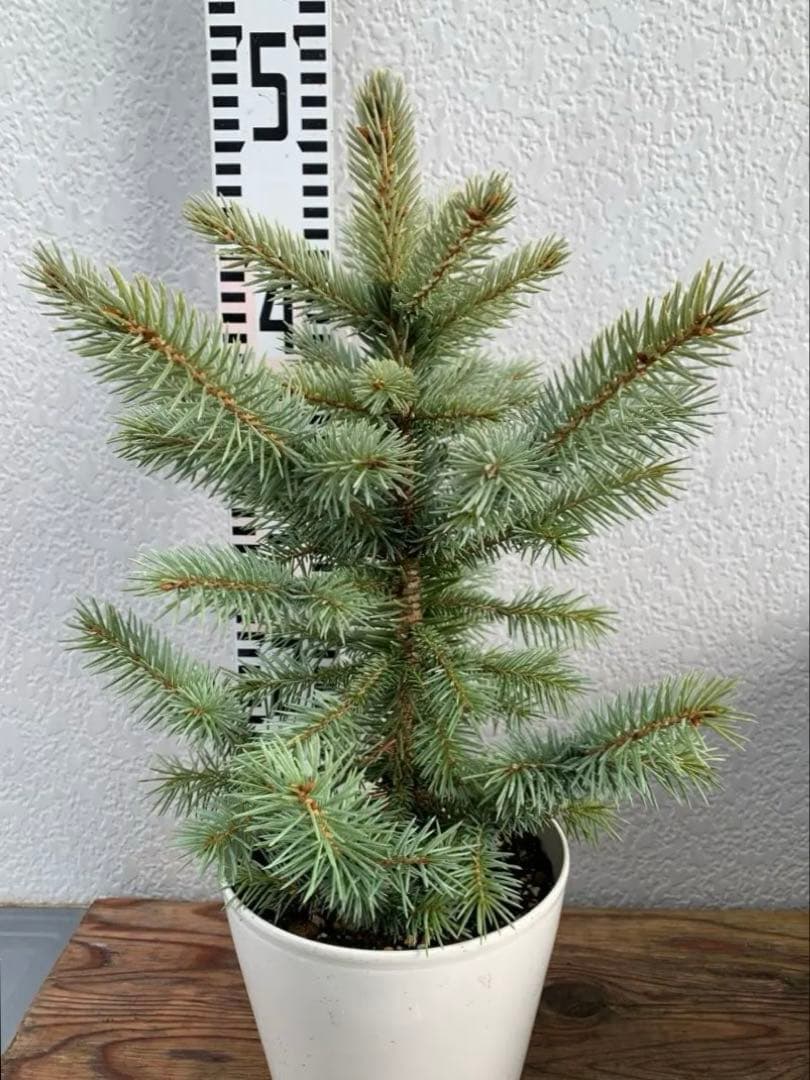 【安心の生産者仕入れ】ピセア　プンゲンス　コロラドトウヒ※お届け早いメルカリ便※