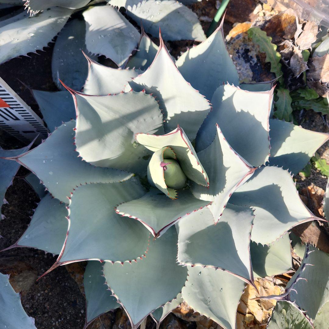 パリートランカータ