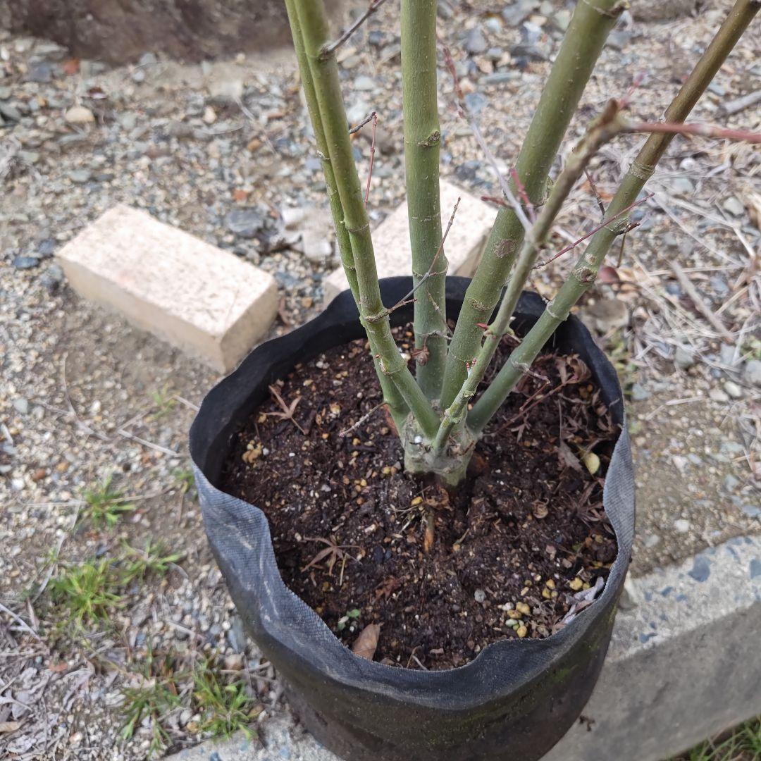 現品 イロハモミジ 本株 5本立ち