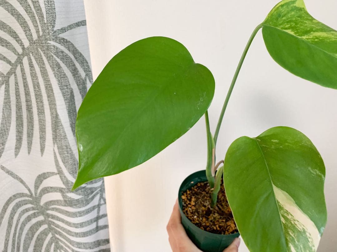 モンステラ　ボルシギアナ　オーレア