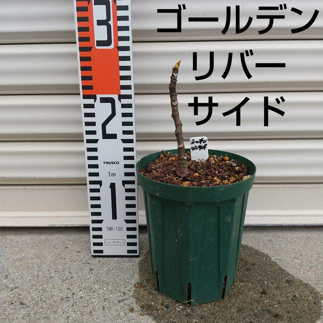 ★希少高級イチジク苗木★【ゴールデンリバーサイド】1月31日撮影・親木写真あり