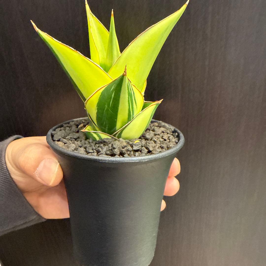 a*n様 (希少) サンスベリア　タワーバリエガータ　斑入り
