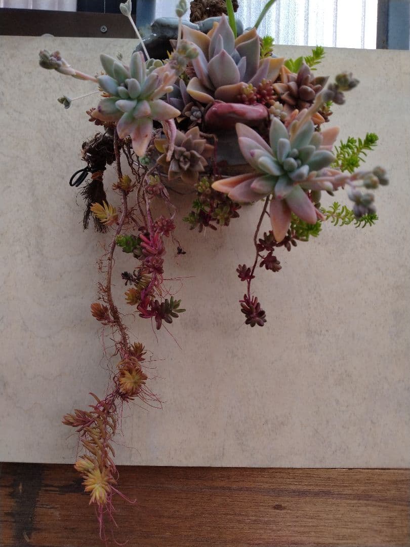 多肉植物　寄せ植え