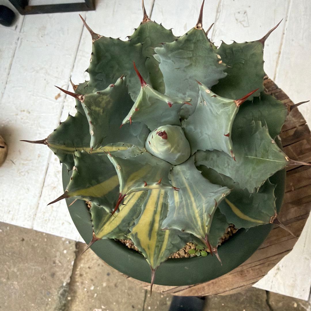 アガベ 雷神錦　縞斑