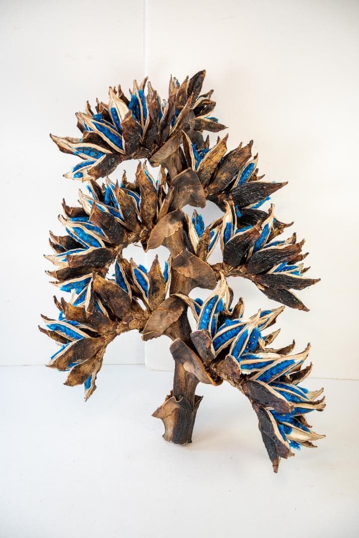 タビビトノキ 青い種 7 旅人の木 オオギバショウ 丸ごと 種子