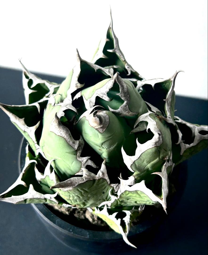 【コレクター品、ボール株】アガベ　姫厳竜　子株7個付　SSS級　No.18