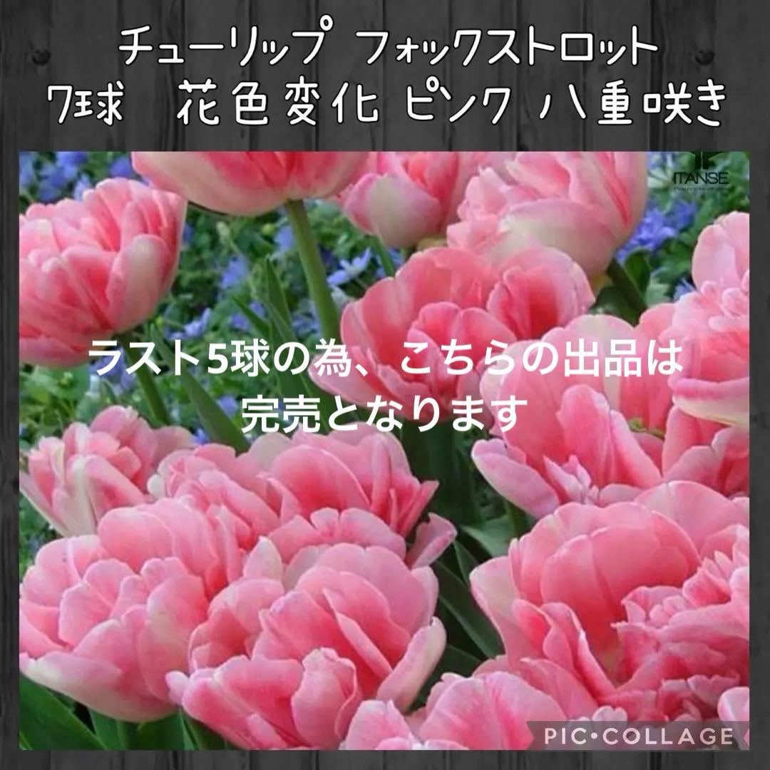 【球根】フォックストロット 7球　チューリップ　ピンク　花色変化　数量限定