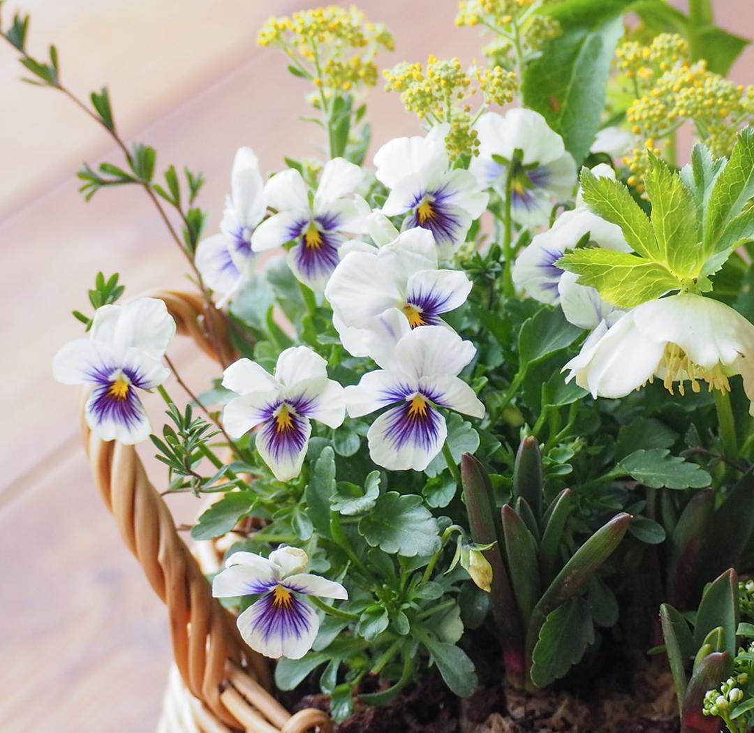 クリスマスローズの爽やかな籠庭風寄せ植え