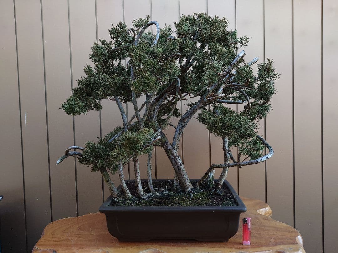 ※引取限定※　盆栽　糸魚川真柏　樹高63cm