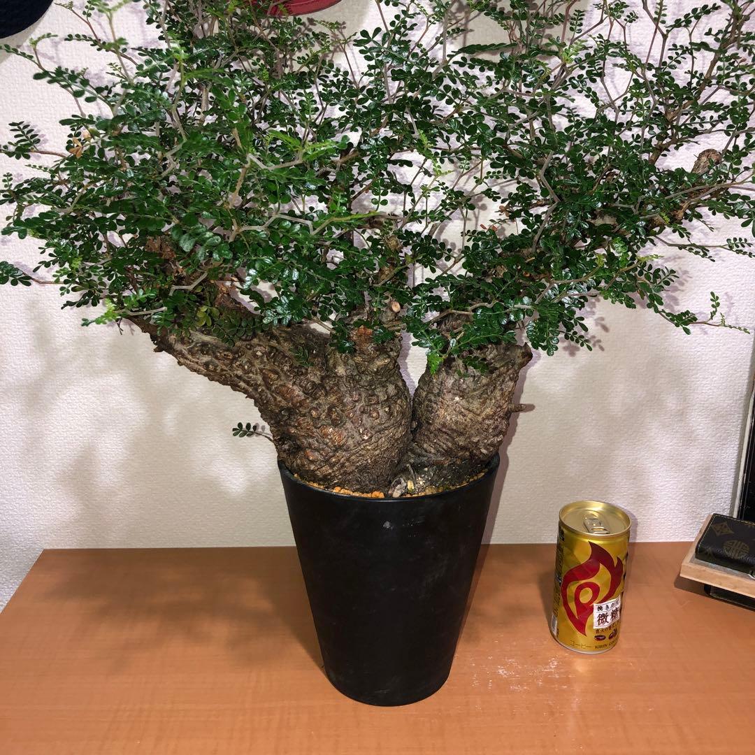 オペルクリカリア　パキプス　Wヘッド　現地球 発送株　(鉢付き)