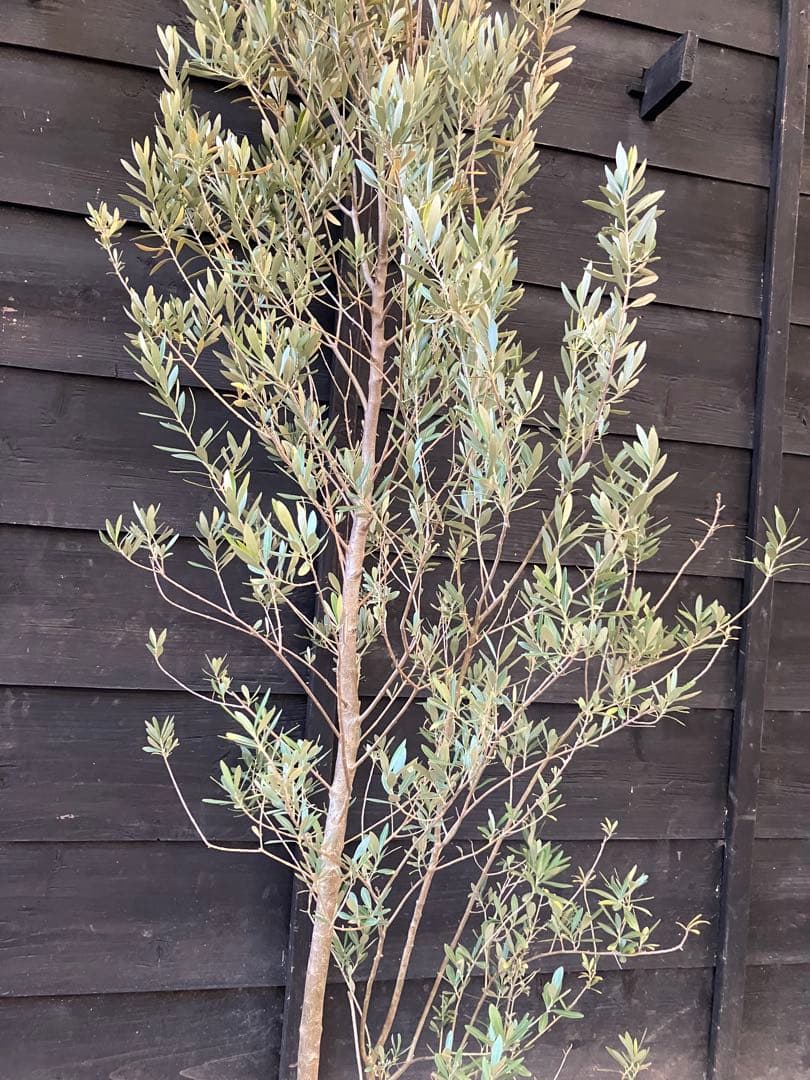 1 オリーブの木　シプレッシーノ