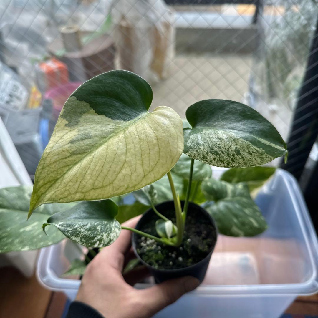 モンステラデリシオーサミント トリカラー 輸入株