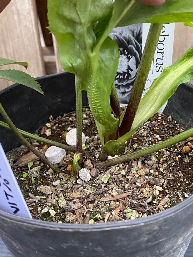 クレオパトラ　超多弁　広瀬園芸