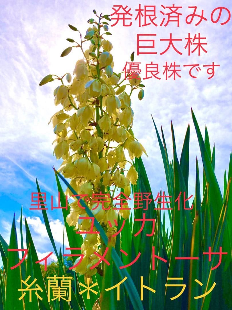 完売　発根済みの巨大株＊大苗＊優良株【ユッカ フィラメントーサ＊糸蘭＊イトラン】