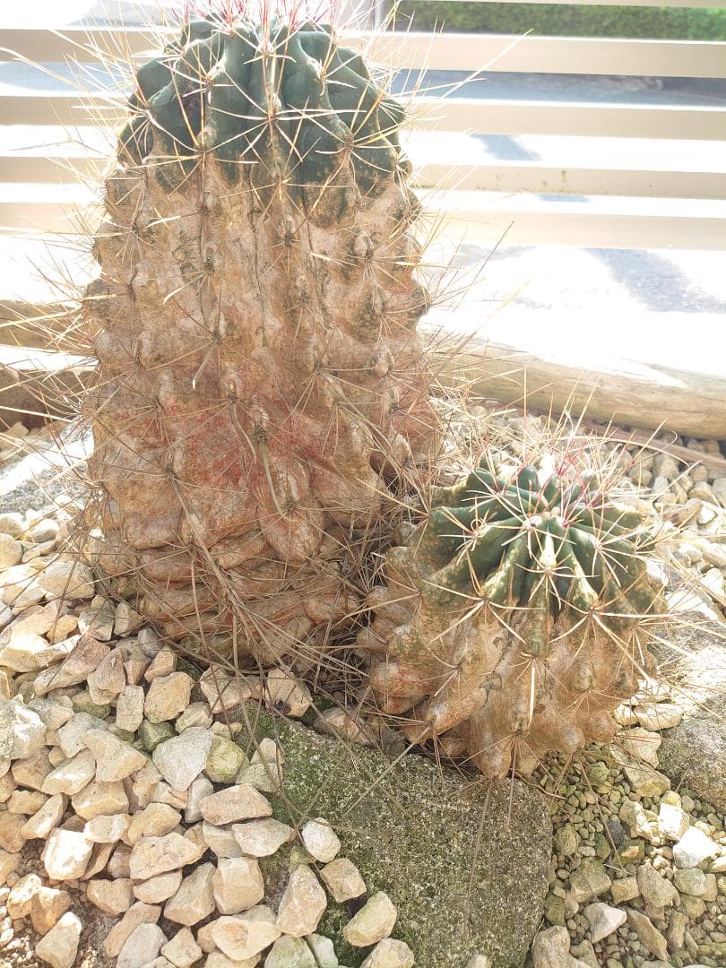 巨鷲玉 フェロカクタス 大株