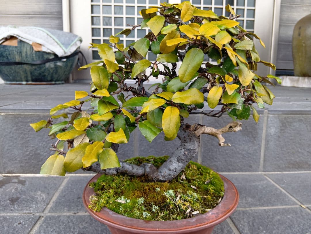 寒グミ双幹盆栽