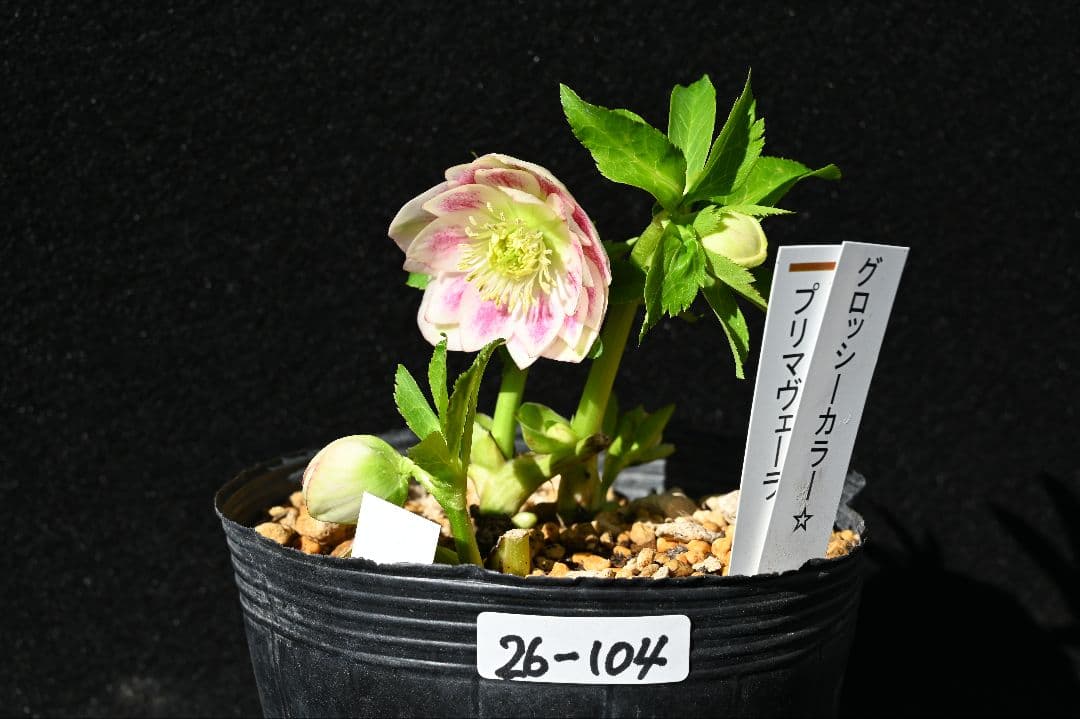 クリスマスローズ　珍品！！　認定グロッシープリマヴェーラ　加藤農園