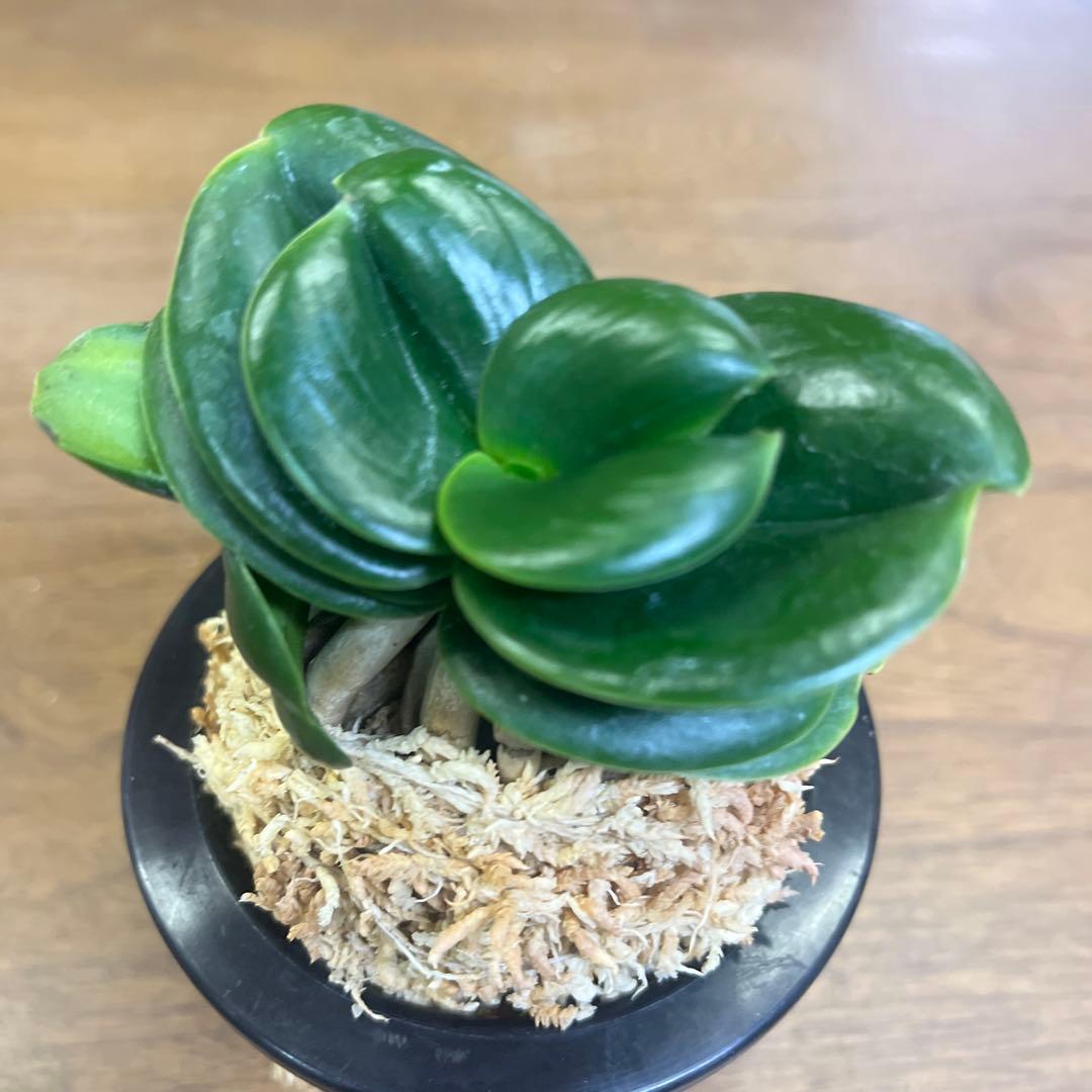 名護蘭　ナゴラン　青王達磨