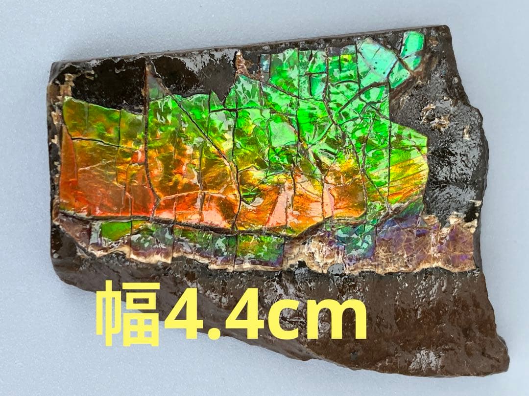 化石　原石　アンモライト　アンモナイト　幅4.4cm カナダ産　置物　箱付き