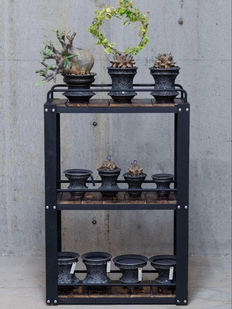 男前インテリア　植物棚　棚　収納　国産桧　ディスプレ　アガベ　塊根植物 922