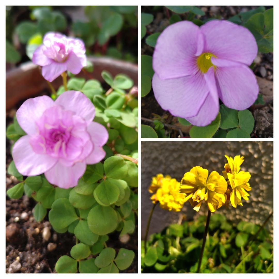 こちらお休み中❁オキザリス　ラベンダー沢山☆おまけ球根★薔薇　八重黄色