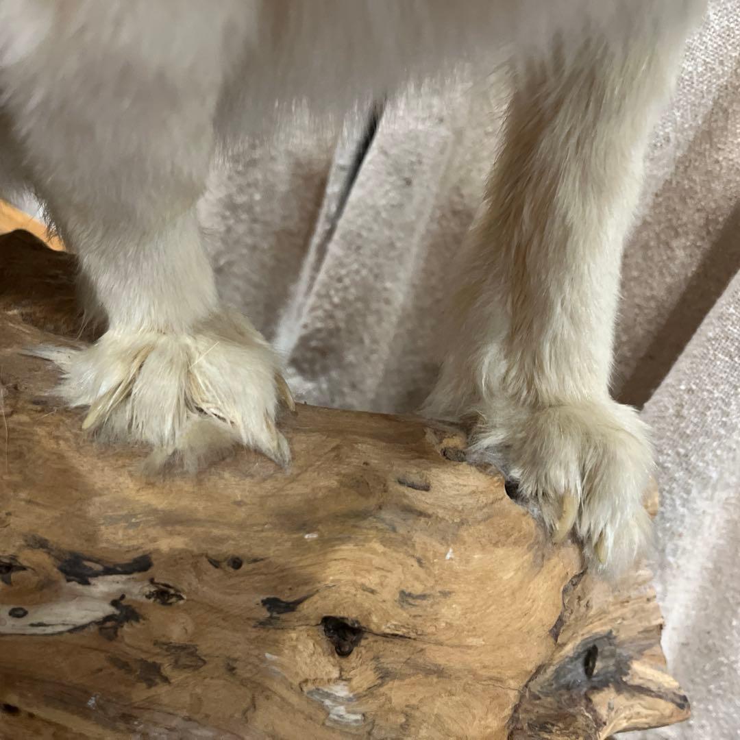 白きつね　剥製