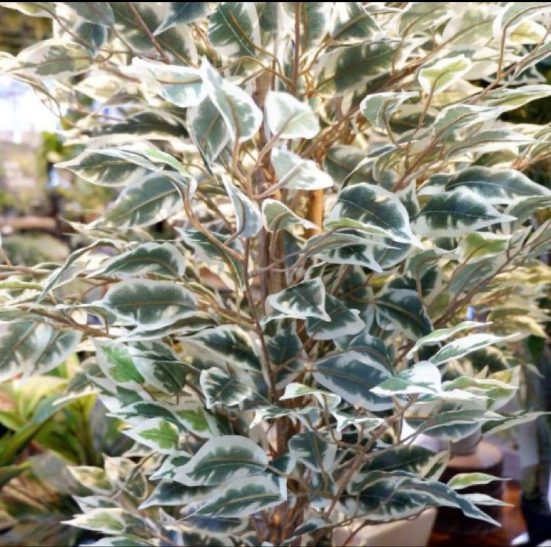 光触媒　人工観葉植物　ウォールグリーン　フェイクグリーン　ベンジャミンフィカスA