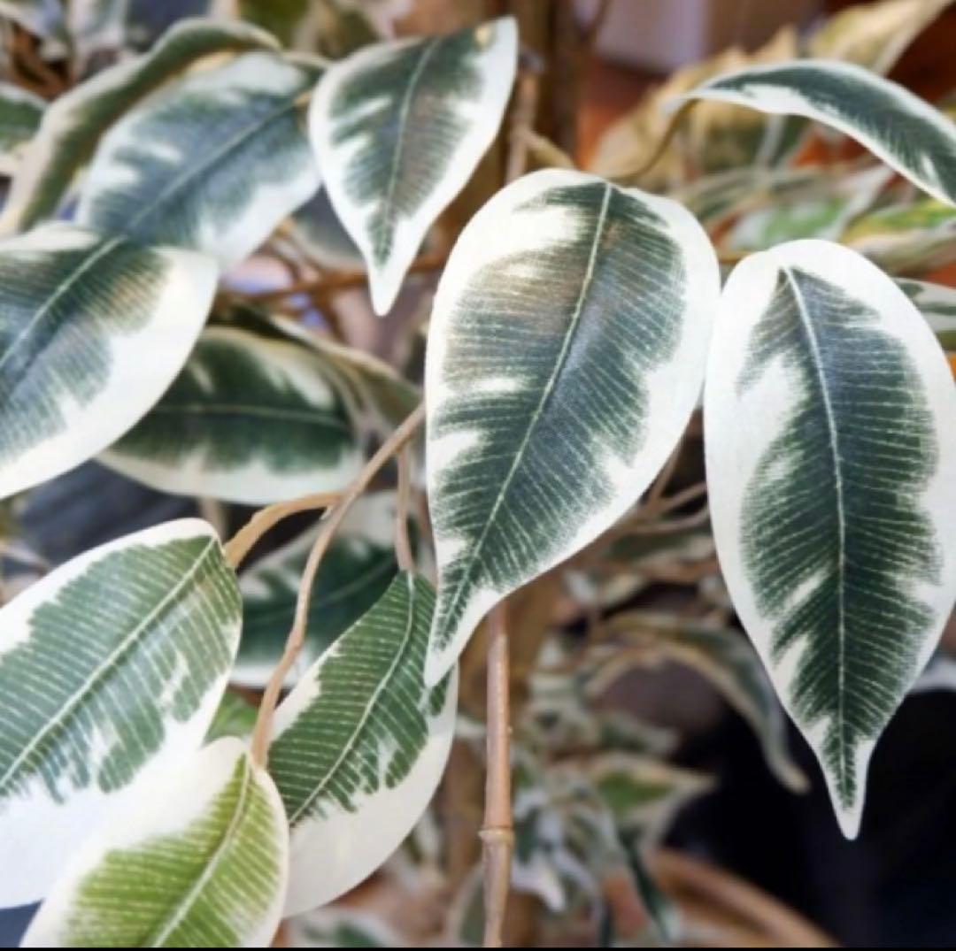 光触媒　人工観葉植物　ウォールグリーン　フェイクグリーン　ベンジャミンフィカスA