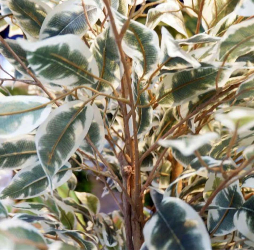 光触媒　人工観葉植物　ウォールグリーン　フェイクグリーン　ベンジャミンフィカスA