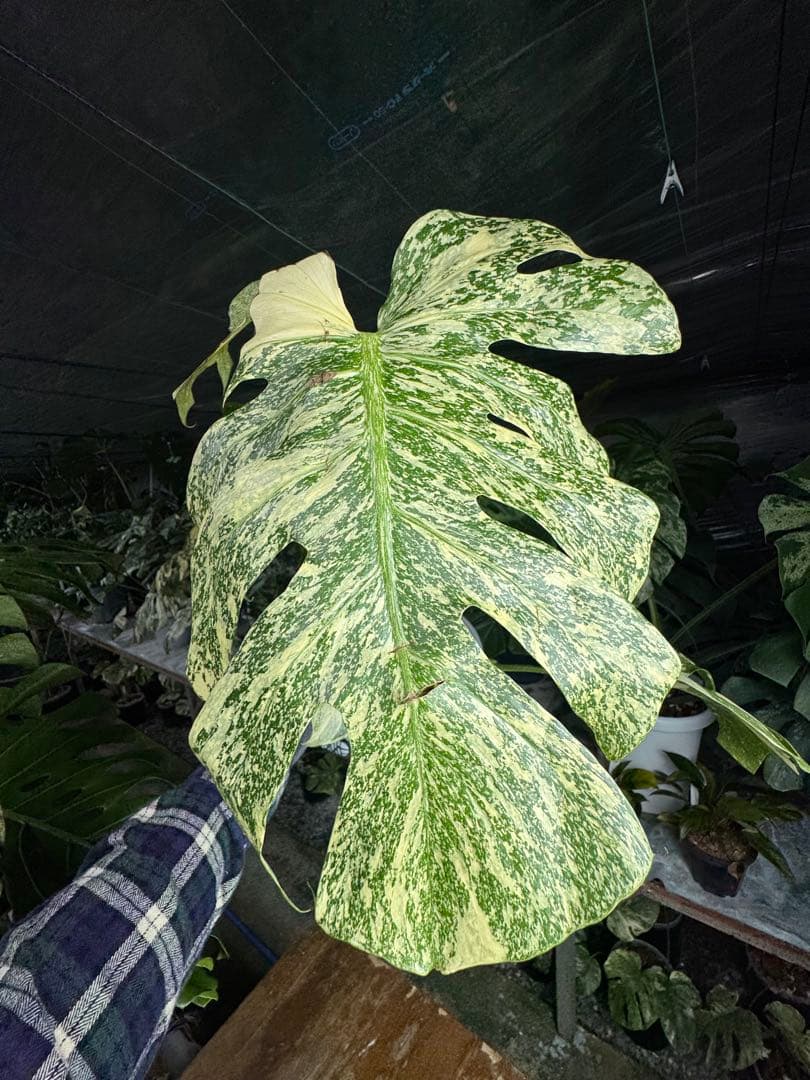 マ*ル様 2モンステラ　タイコンステレーション　スターライト　美斑入り　傷あり