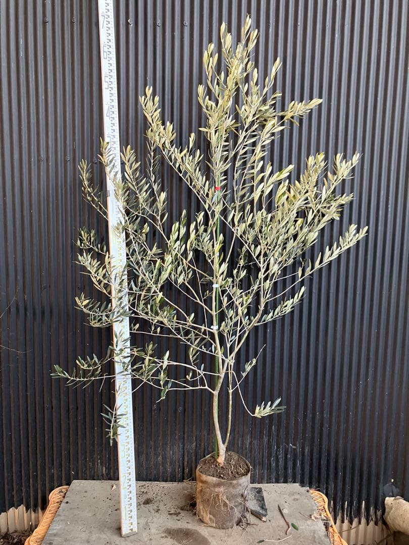 オリーブの木　カヨンヌ