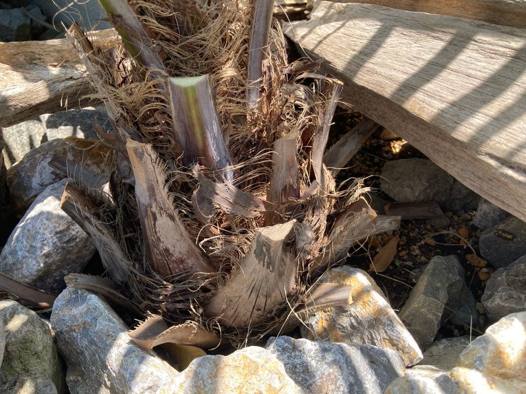 【鉢ごと】ココスヤシ シルバーリーフ グリーンリーフ（6/13鉢上げ済）