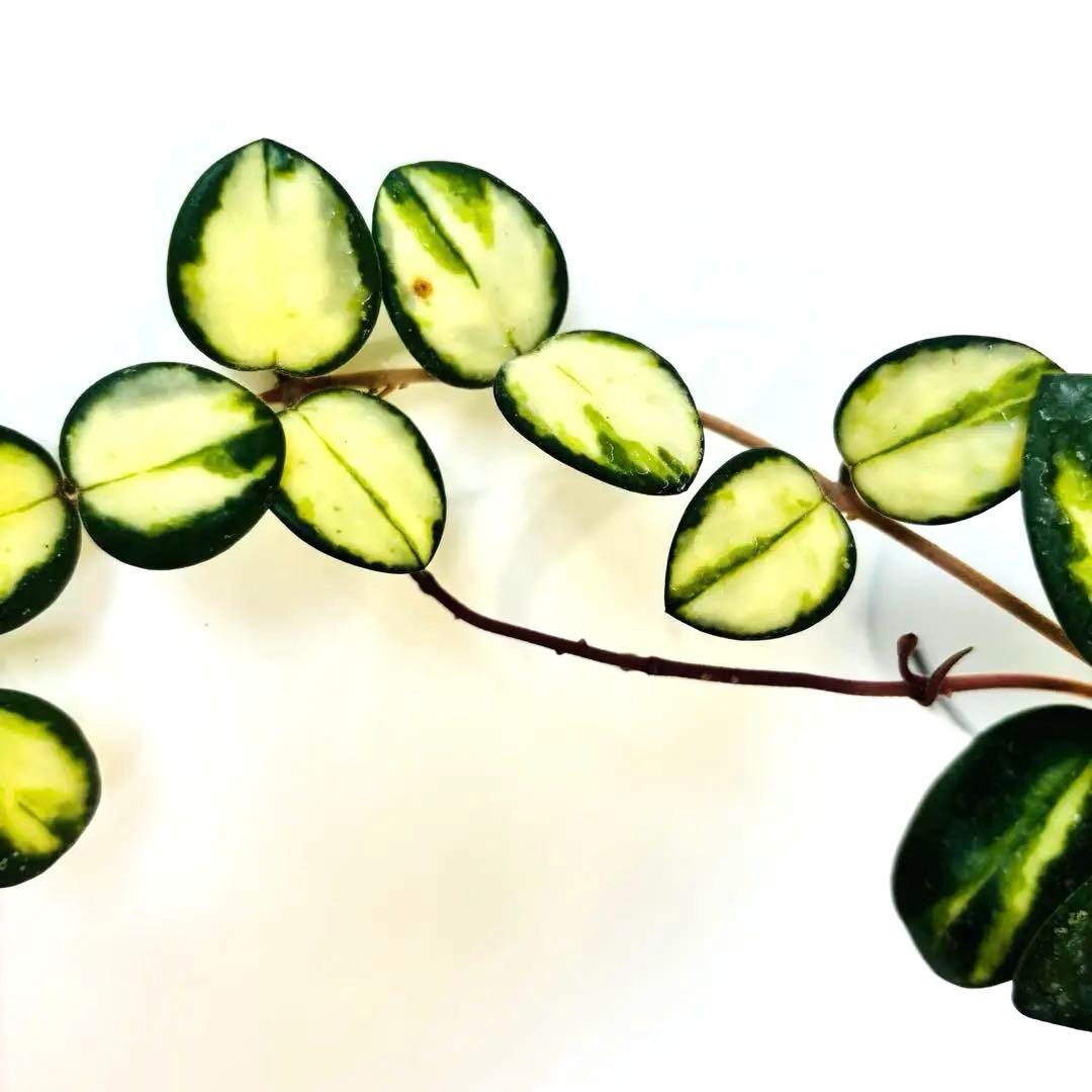 ホヤ マチルダ 斑入り 根付