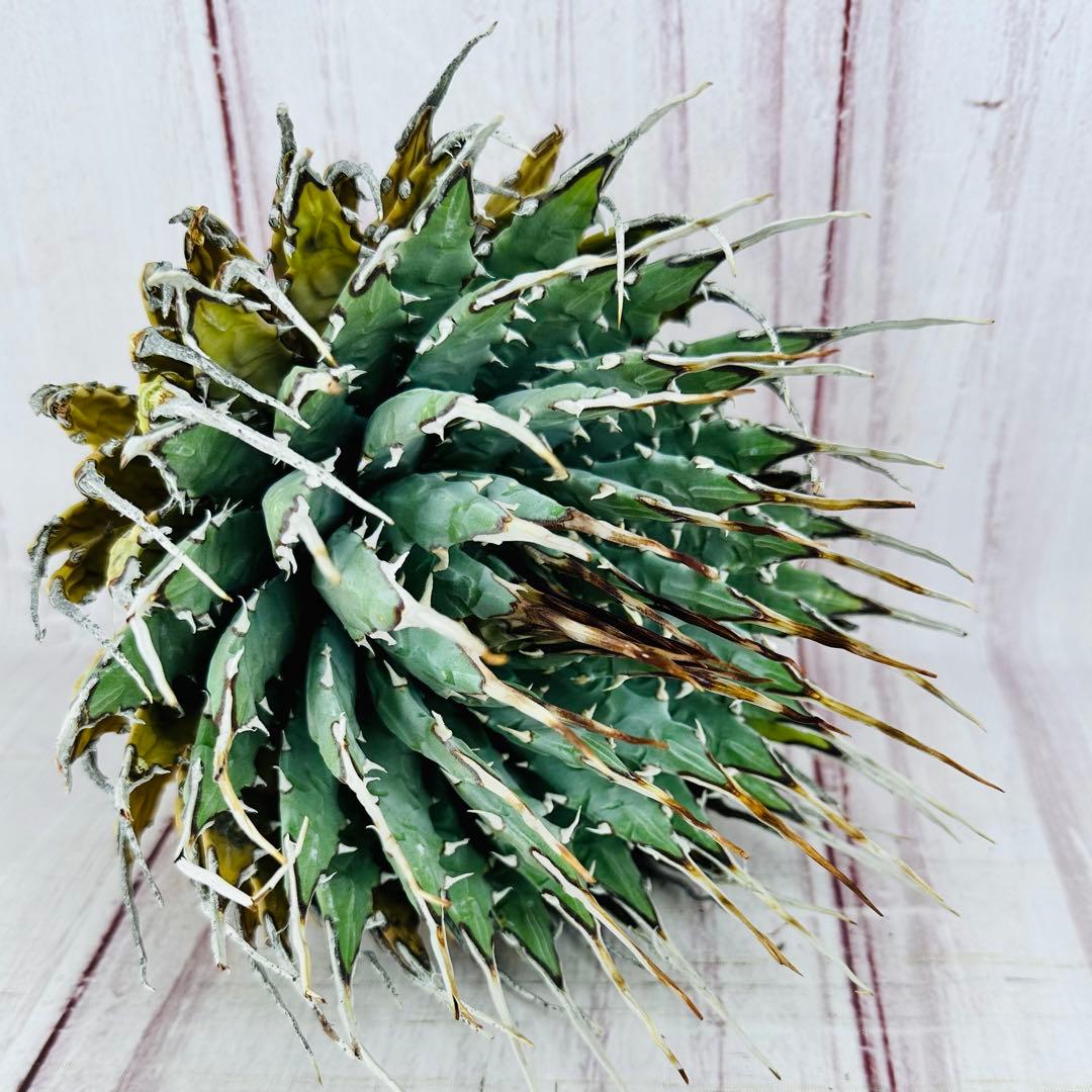 15 アガベ ユタエンシス エボリスピナ ロングスパイン