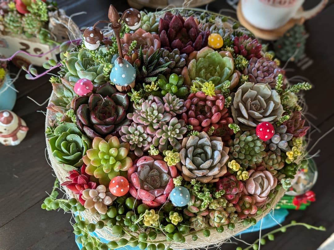 多肉植物 そのまま飾れる 大きな寄せ植え Χ’mas 雪だるまスノードーム付☆★