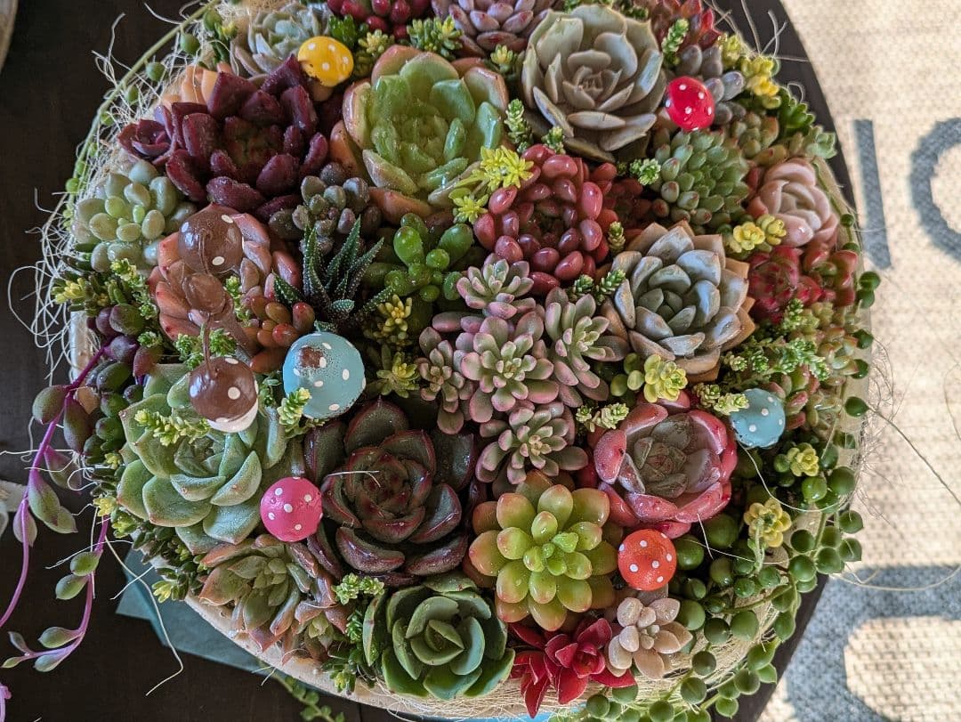 多肉植物 そのまま飾れる 大きな寄せ植え Χ’mas 雪だるまスノードーム付☆★