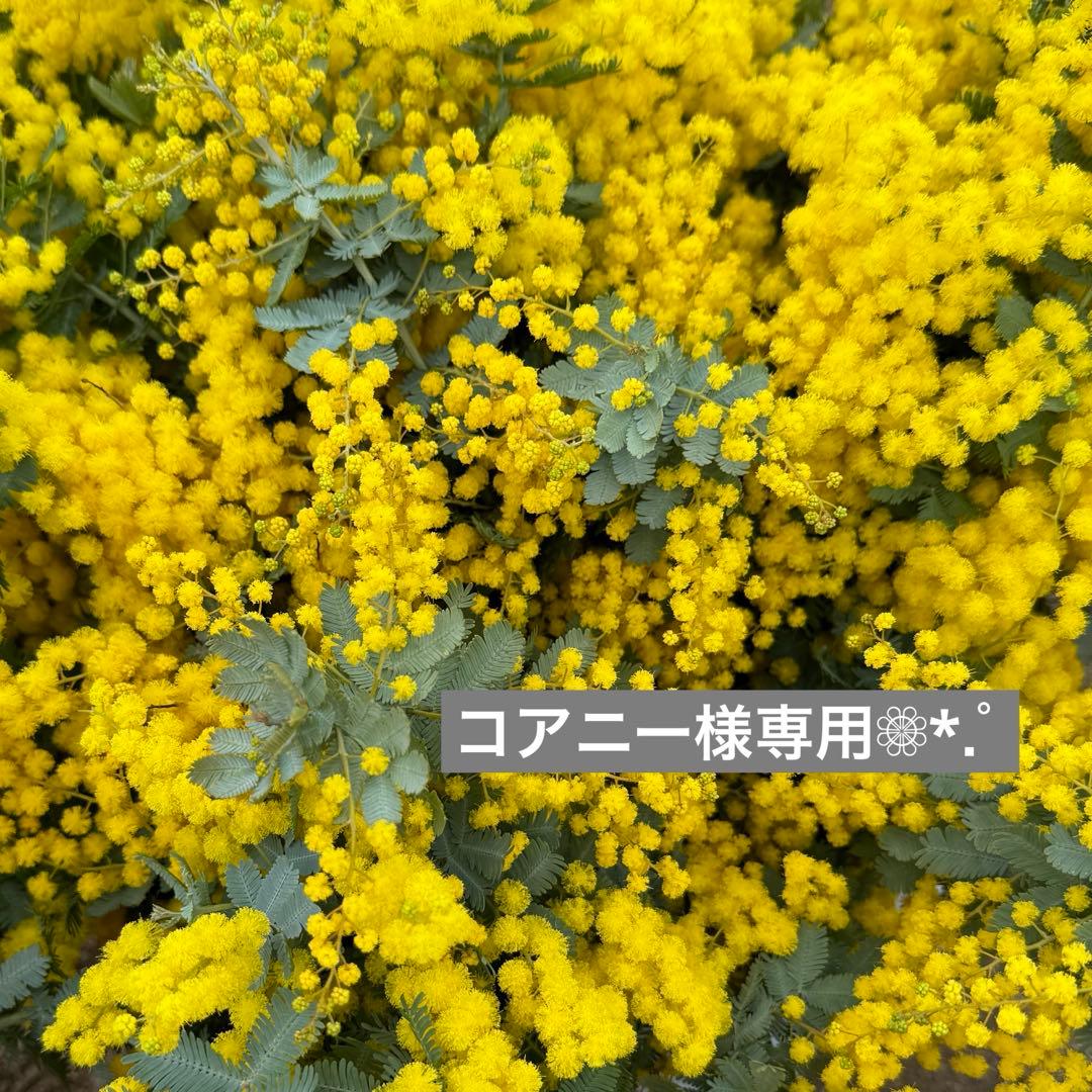 コアニー❁⃘*.゜