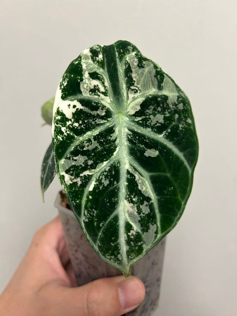 アロカシア　ニンジャアルボバリエガータ