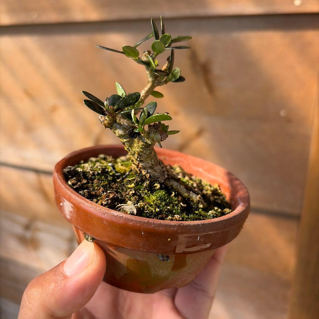 姫オリーブ小品盆栽3