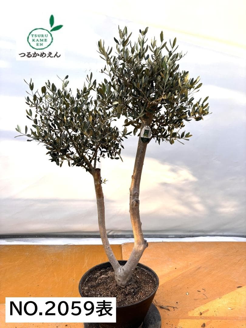 オリーブの木　ルッカ　約140cm　NO.2059　大型　人気品種　現品掲載