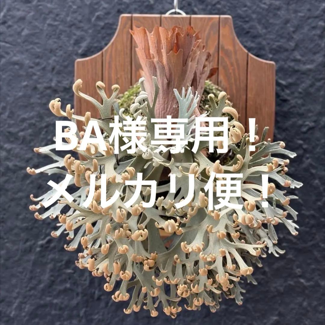 メルカリ便！P.willinckii ’Asurada’ Sporeling03