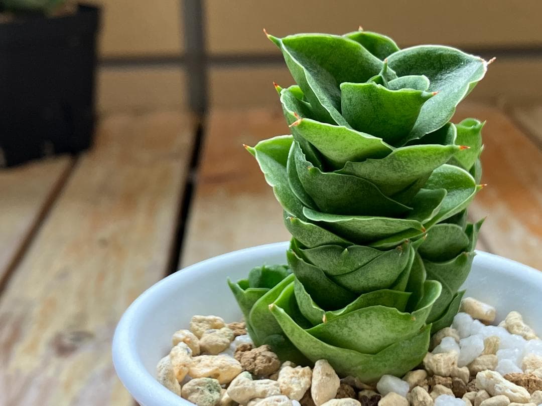 サンスベリア　Mini Condo 子株